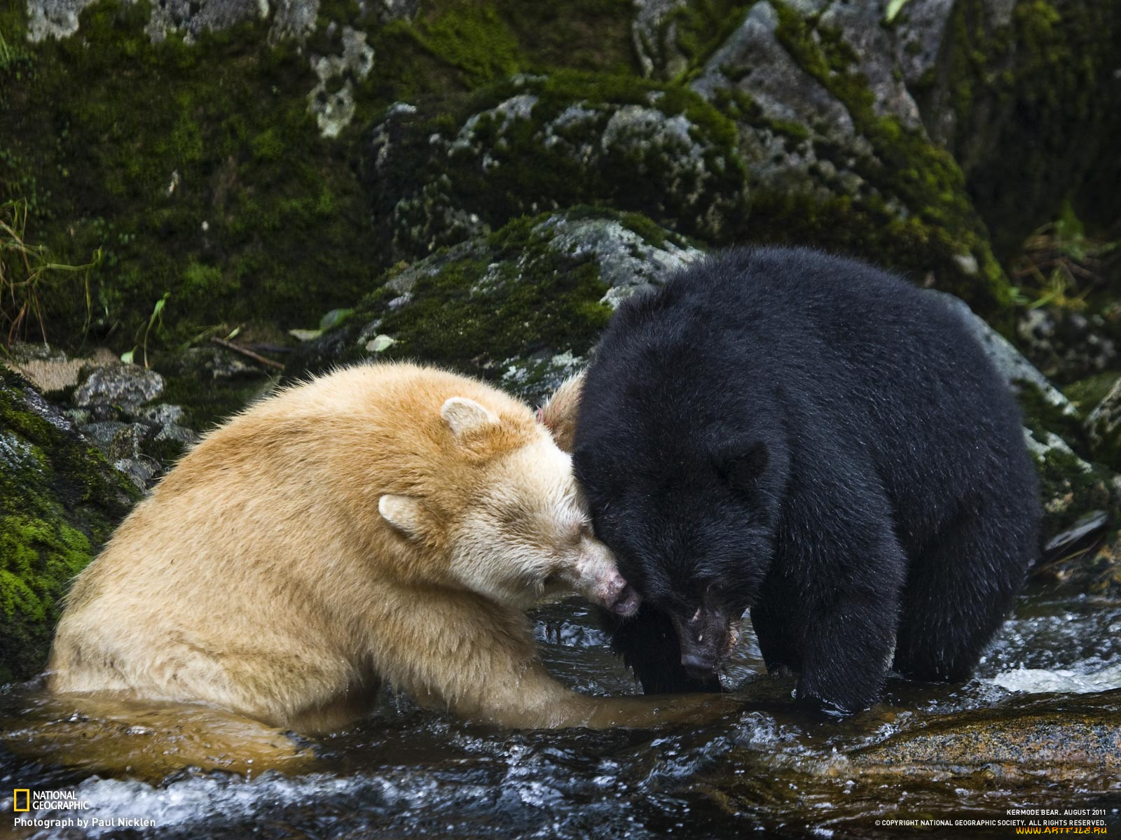 Bear best. Кермодский бурый медведь. Кермодский бурый медведь белый. Кермод (кермодский медведь). Кермодский и белый медведь.